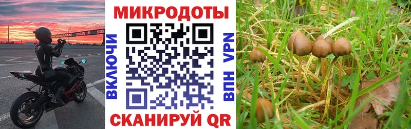 купить наркоту  Козловка  Галлюциногенные грибы мицелий 